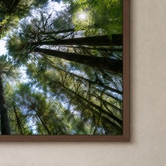 QUADRO TELA LUGARES 038 TRONCOS FLORESTA C/ MOLDURA 120 cm x 80 cm